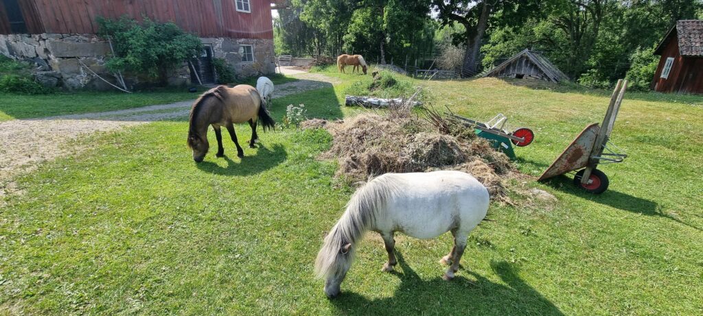 Linnés Råshult: En tidsrejse til naturens rige