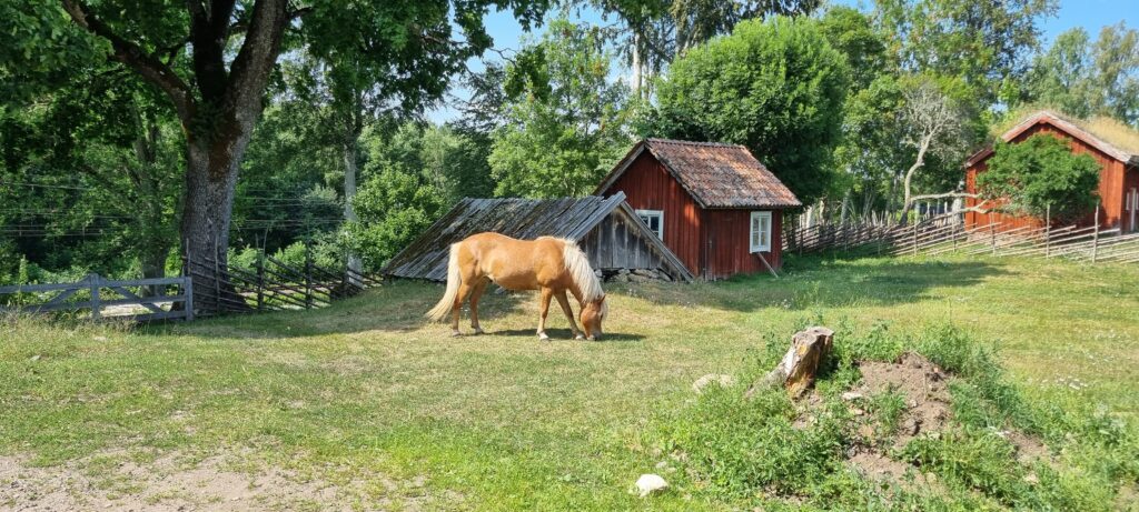 Linnés Råshult: En tidsrejse til naturens rige